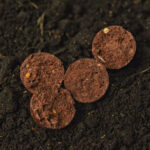 boilies octo squid
